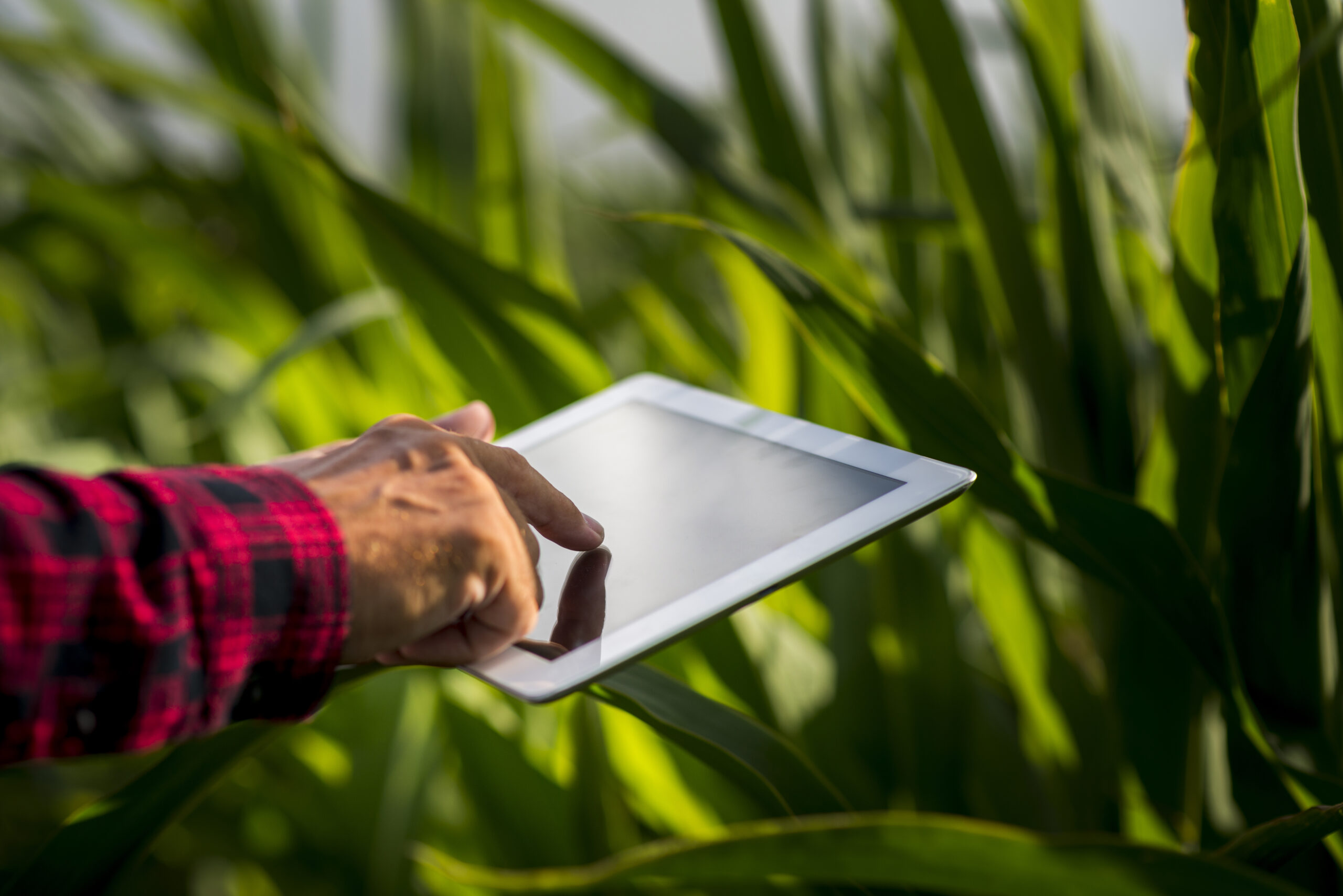 close-up-man-using-tablet-field