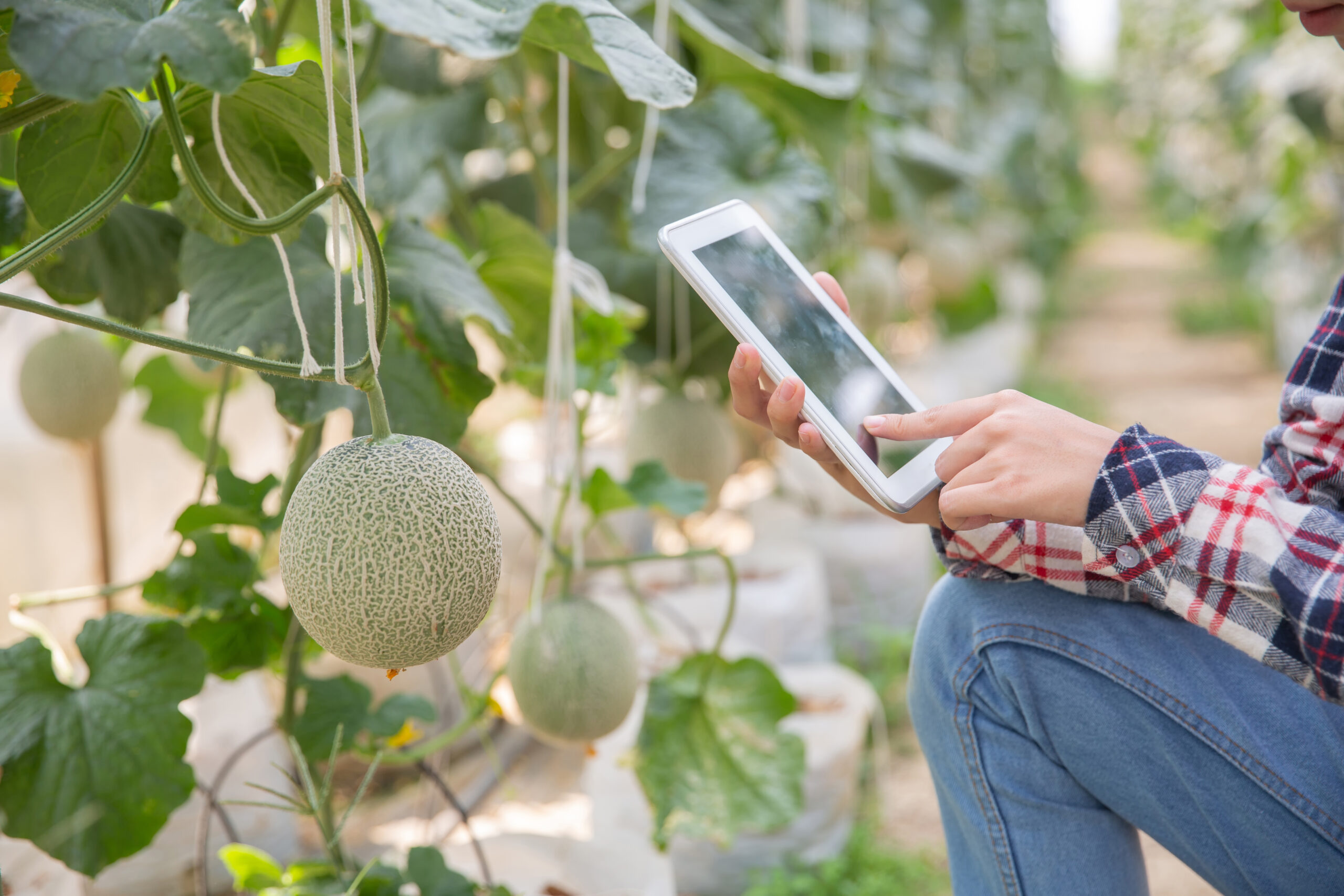 Farmer with tablet for working organic hydroponic vegetable garden at greenhouse. Smart agriculture, farm , sensor technology concept. Farmer hand using tablet for monitoring temperature.