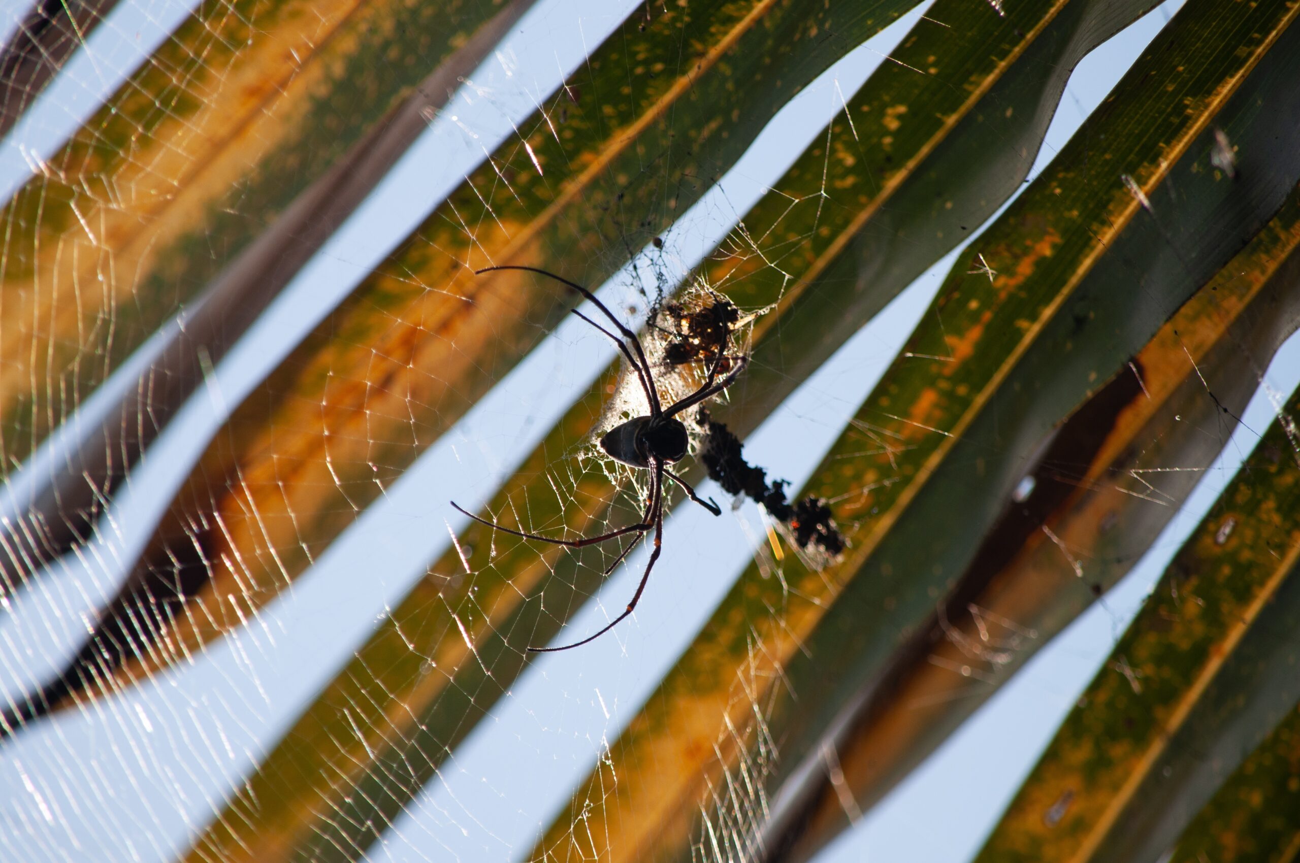 A macro photography shot of a black spider weaving a spider web on a vlurred background