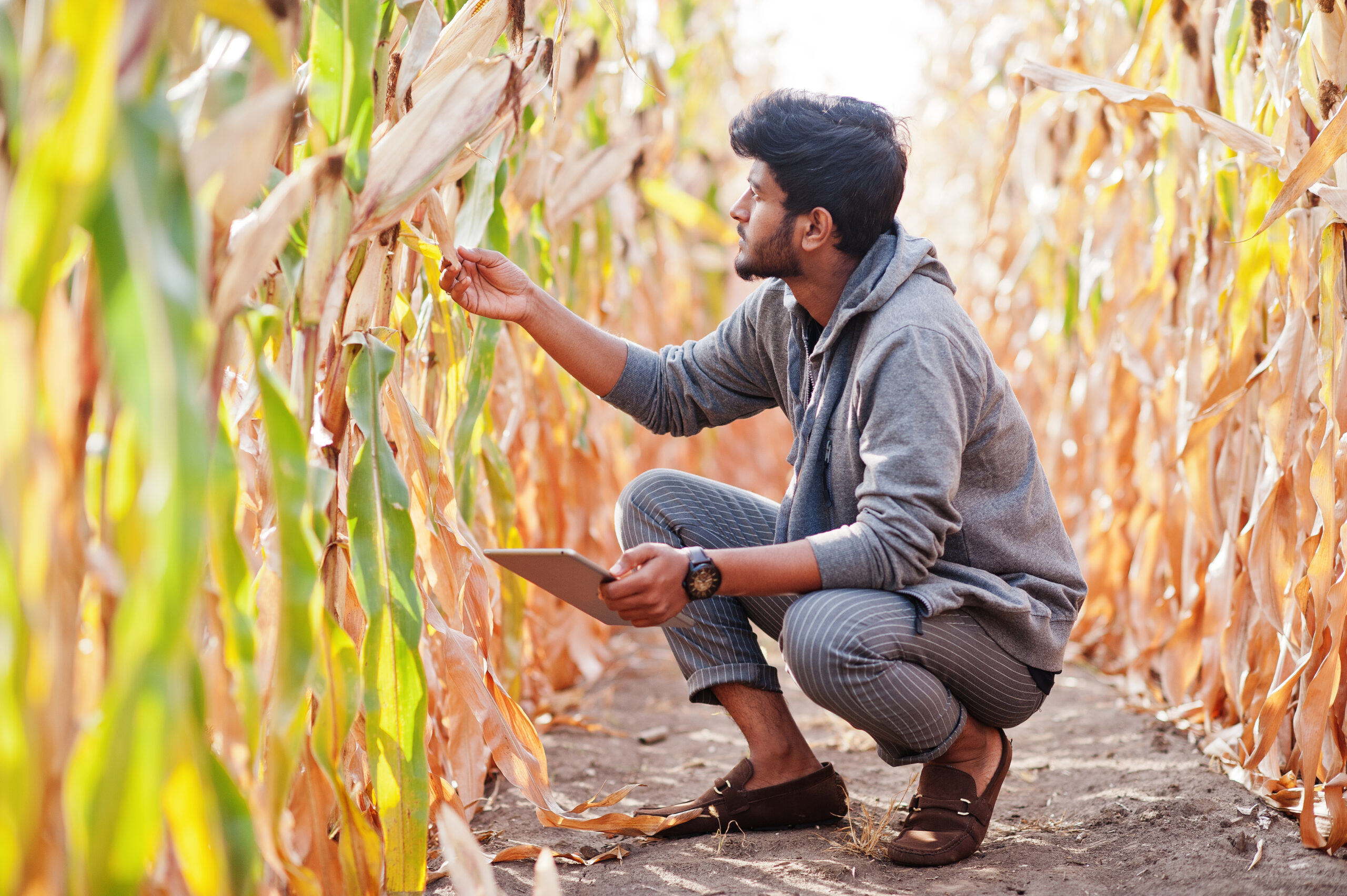 South asian agronomist farmer inspecting corn field farm. Agriculture production concept.